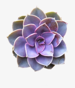 Succulents Free Download On Kathleenhalme Plant Echeveria
