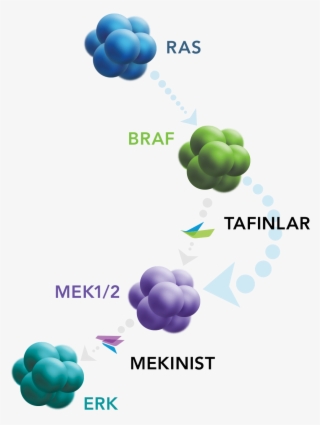 Mechanism Of Action - Mechanism Dabrafenib And Trametinib