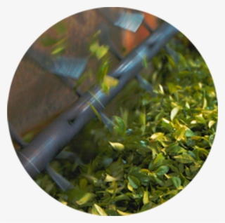 Innovation With Integrity - Circle