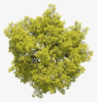 242998-nicolassanmartin Yellow Day Broadleaf 02 - River Birch