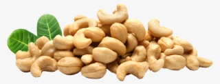 Cashew