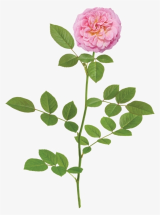 Sweet Drift Branch - Rose