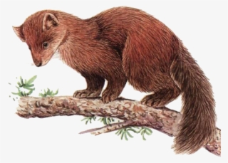 644 X 500 4 - 美洲 貂