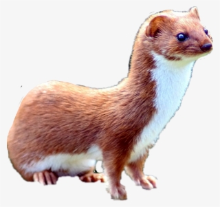 Mustela Nivalis