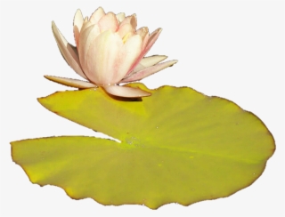 Lilly Pad Png - Lily Pad Transparent Png