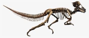 Pachycephalosaurus Clean Restauration Erron - Pachycephalosaurus Skeleton