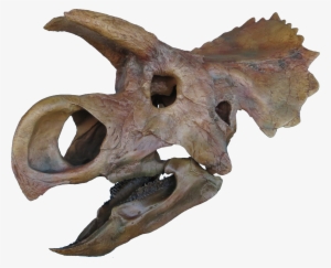 Triebold, Appropriately Headquartered In The Rocky - Transparent Dinosaur Skull