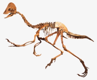 Tails Tell The Tale Of Dinosaur Sex - Anzu Wyliei Skeleton
