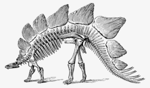 Stegosaurus Tyrannosaurus Apatosaurus Brachiosaurus - Dinosaur Skeleton Stegosaurus
