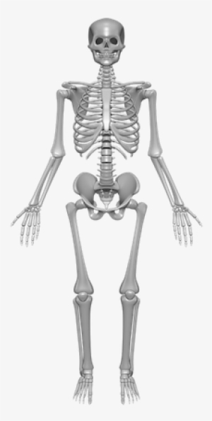 Example Of A Human Skeleton - Skeleton System