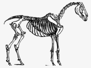 Horse Skeleton Transparent
