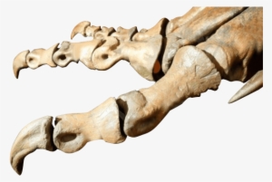 Bones Of Dinosaurs Foot - Statue
