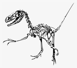 Fossilized Bones And Teeth Are Not Unique Traces Left - Fukui