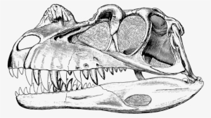 History, Uses, And Meaning - Ceratosaurus