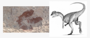 Left National Park Service - Eubrontes Dinosaur