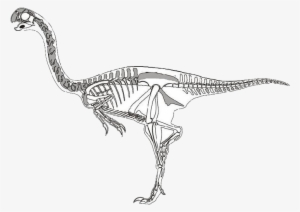 Velociraptor Dinosaur Skeleton - Velociraptor Esqueleto