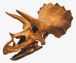 Dinosaur Skull