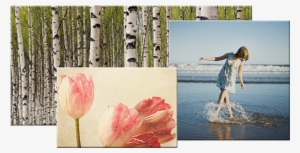 Fujifilm Photo Canvases Are Manufactured With The Utmost - Poster: Badger's Birch Trees, 61x41in.