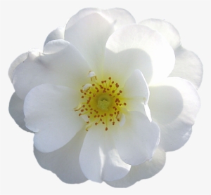 White Flower Png - White Flower Transparent Background