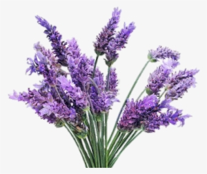 Freetoedit With A Transparent - Lavender Plant