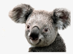 Koala Png Image Background - Koala Png