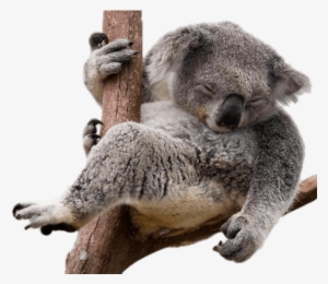 Download - Koala Png