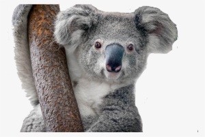 Koala Chlamydia