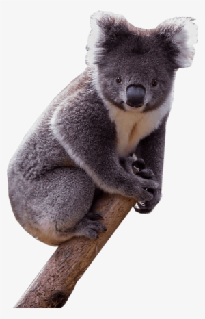 Koala - Koala With Transparent Background