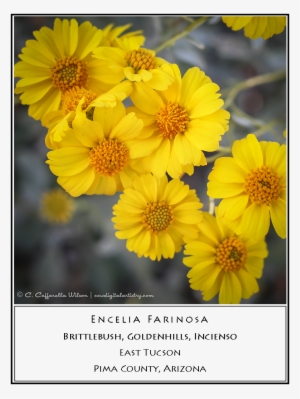 Brittlebush