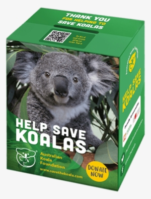 “she One Of The Most Inquisitive Members Of Our Koala - Snow