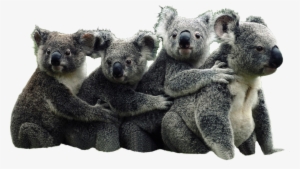Animalkoalas - Koala Transparent Background
