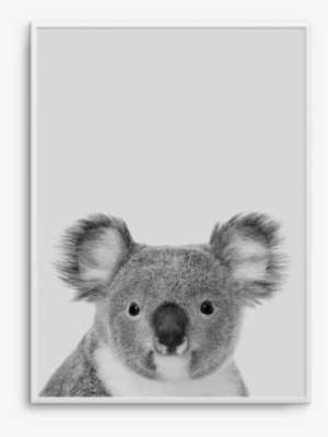 Grey Koala - Art