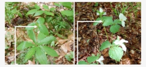 Indian Cucumber Should Be Measured From The Ground - Plant Pathology