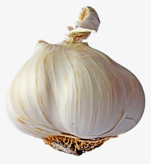 Garlic Single - Garlic Png