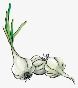 Herbs - Garlic Clipart