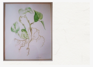 Philodendron - Watercolor - Sketch