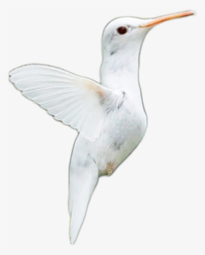 Little Albino Humming Bird Png Stock By =doloresdevelde - Design