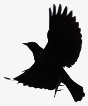 Black Bird Png - Black Bird Transparent Background