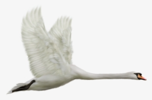 Swan Transparent