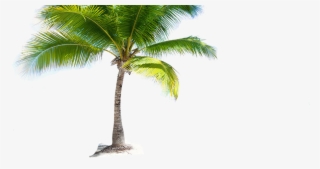 Coconut Tree Png Picture - Hd Coconut Tree Png