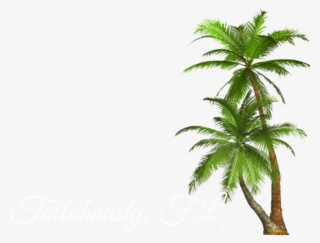 Filterjff - Transparent Palm Tree Png