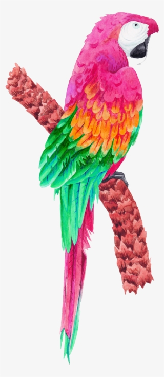 Tropical Birds Transparent