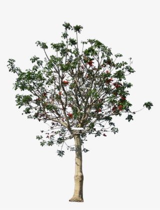 Erythrina Caffra - Blossom