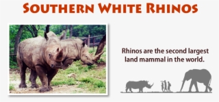 Job Opportunities - White Rhinoceros
