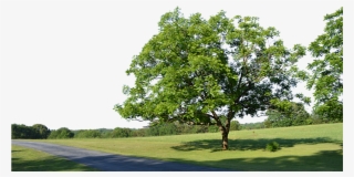Spring Tree Png