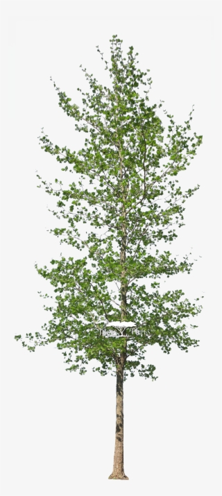 Platanus Acerifolius - London Plane Tree Png