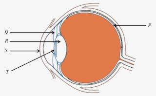 Diagram Of Human Eye - Diagram Of Eye For Class 8