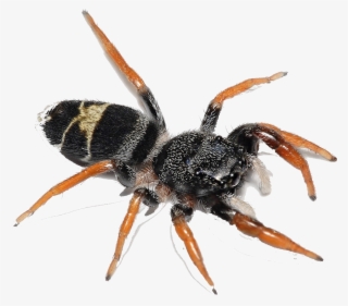 Leistus Rufomarginatus