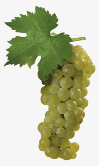 This Is The Moscato Bianco Grape, One Of Most Widely-cultivated - Moscato White Grape