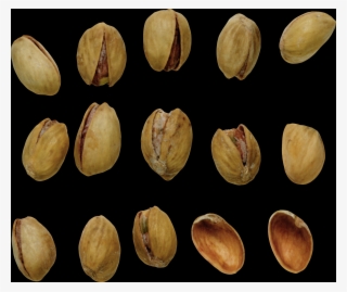 Seed